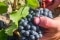 Des vignes sur un cep